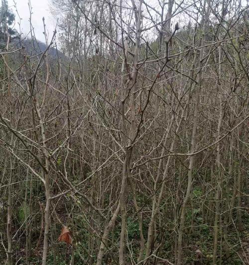 银杏树苗怎么种植？种植后多久能结果？