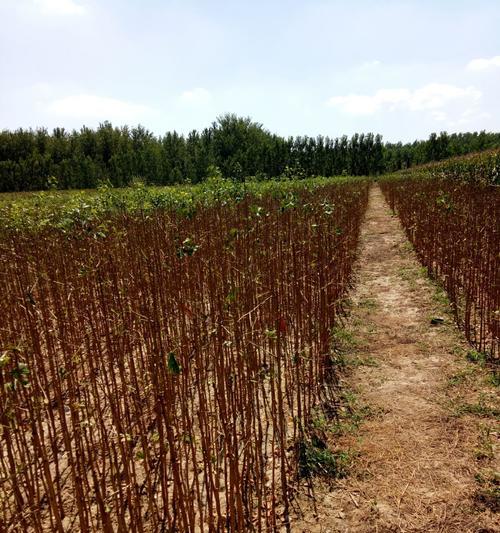 银杏树苗怎么种植？种植后多久能结果？