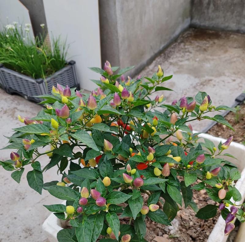 阳台盆栽什么最香？花期长达小半年的秘诀是什么？