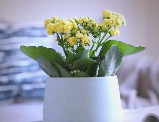 长寿花为何现在无人问津？背后的原因是什么？