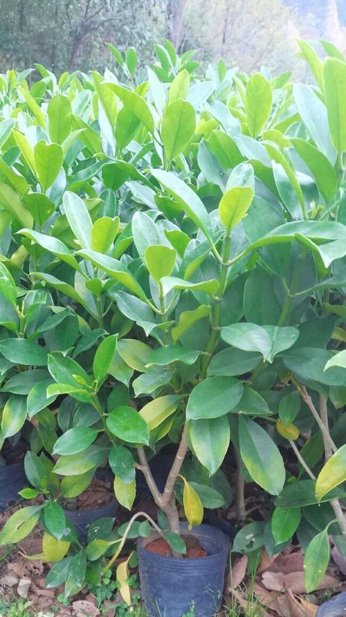 非洲茉莉盆栽如何养护？有哪些常见问题？