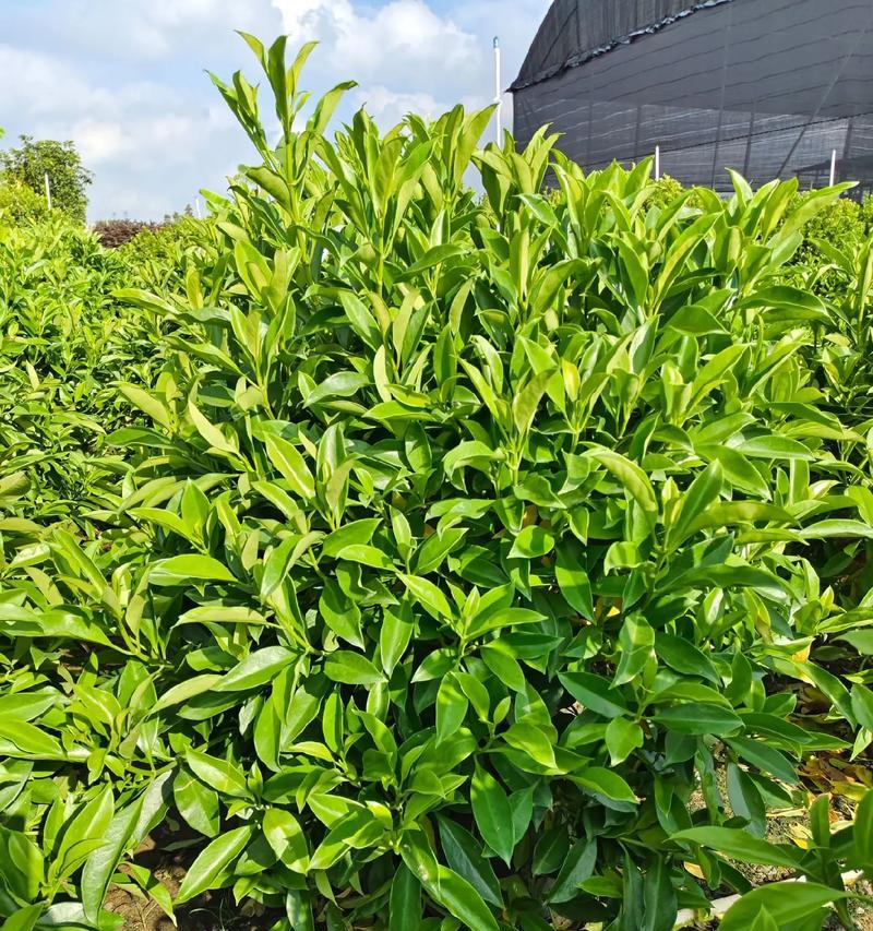 非洲茉莉盆栽如何养护？有哪些常见问题？