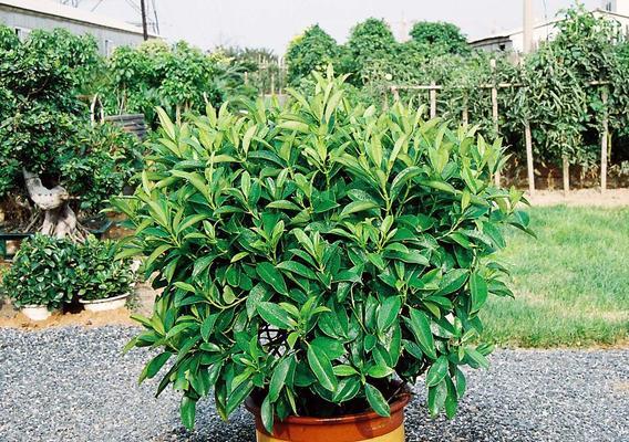 非洲茉莉盆栽如何养护？有哪些常见问题？