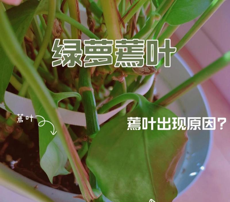 绿萝叶子越长越小怎么办？如何使其叶片变大？