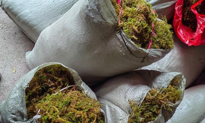 如何正确识别兰花品种和养护苔藓？