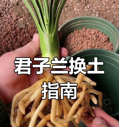 君子兰五大生命周期阶段的科学养护方法是什么？
