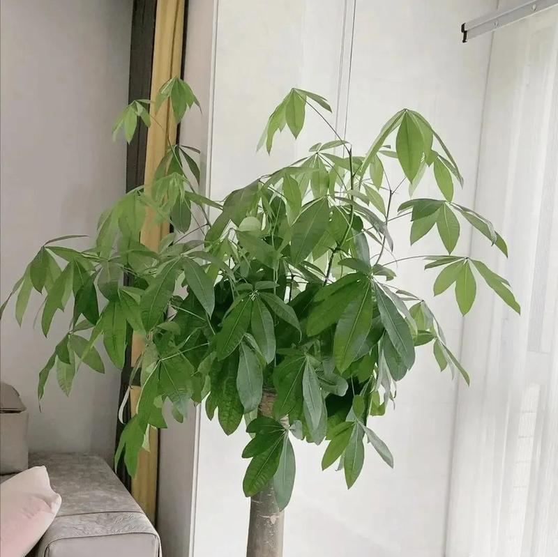 富贵树盆栽如何养护才能茁壮成长？