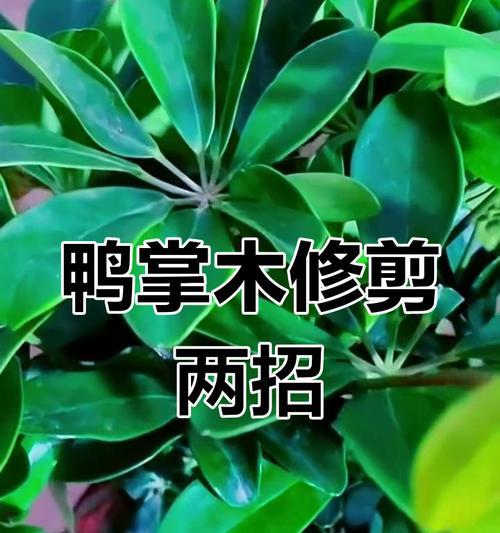 鹅掌柴修剪的最佳时机和方法是什么？