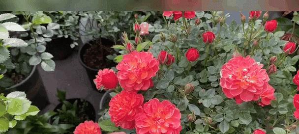 新手养护哪四种月季花最为容易？