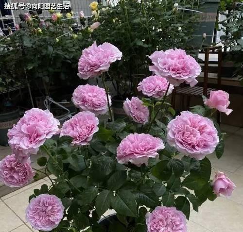 新手养护哪四种月季花最为容易？
