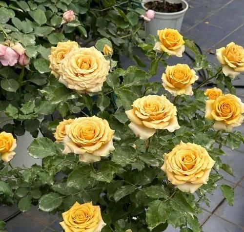 新手养护哪四种月季花最为容易？