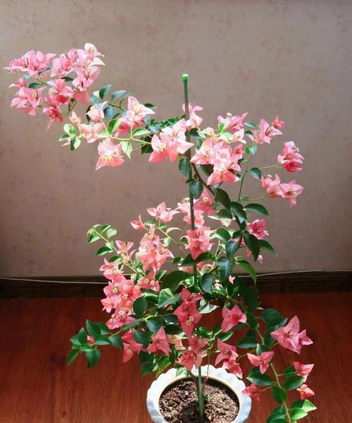 哪些花被誉为“养不死”且能在30天不浇水的情况下越长越旺？