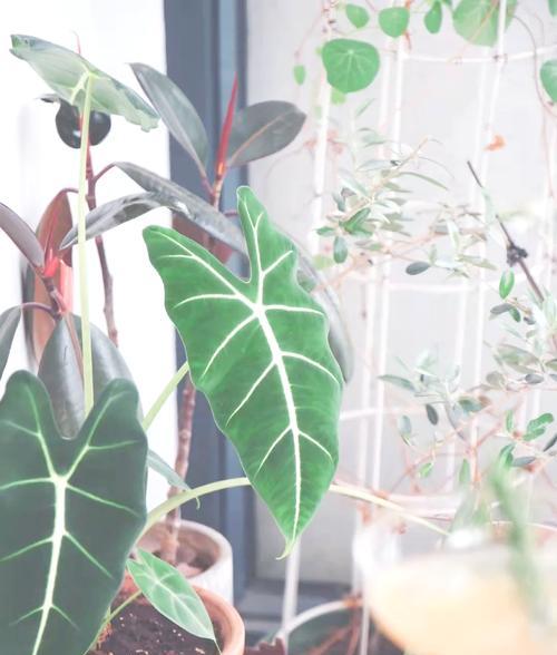 养护观叶植物有哪些技巧，如何为家增添绿意？