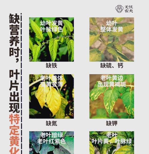 大蒜叶片为何会发黄，如何解决？