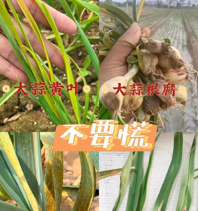 大蒜叶片为何会发黄，如何解决？