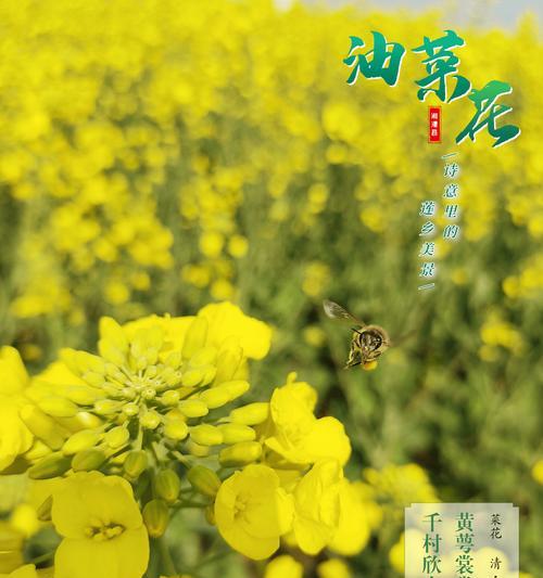 如何在春天享受花期乡遇的美好？