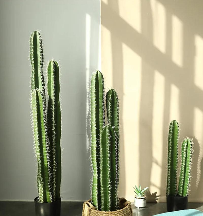 装修后选择哪些植物放在家里最合适？
