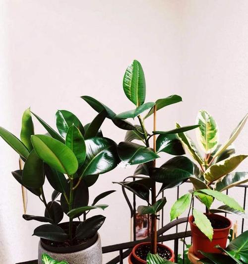 装修后选择哪些植物放在家里最合适？