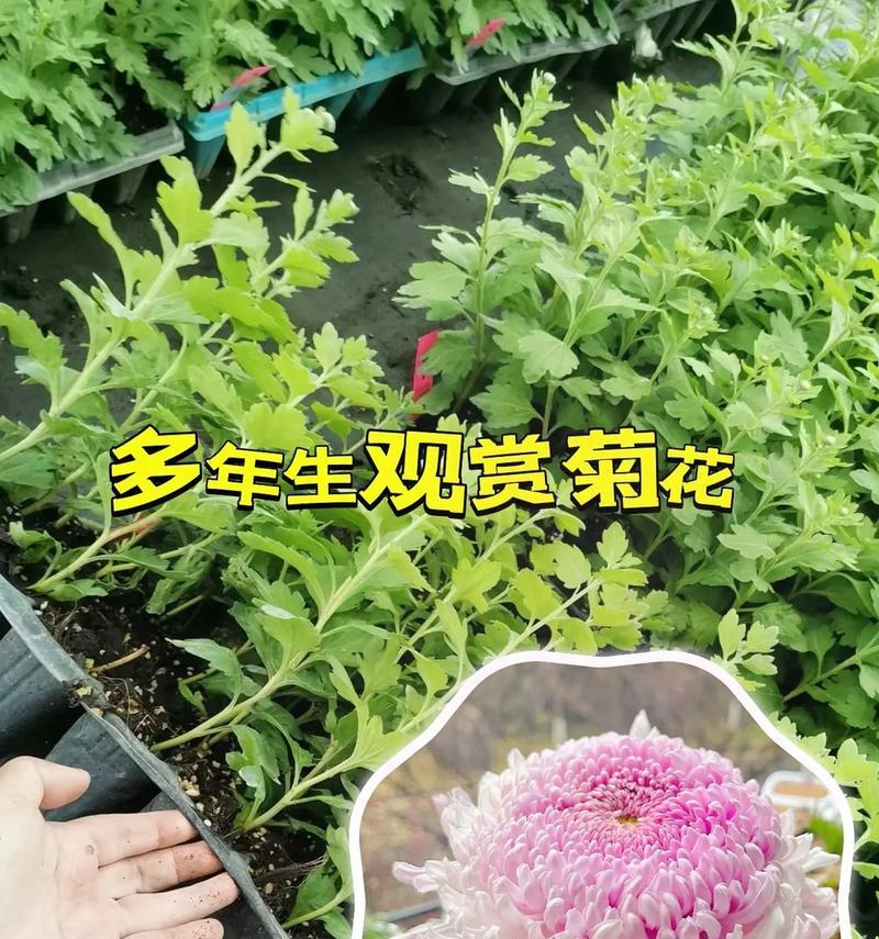 不同地域的菊花开花时间有何差异？