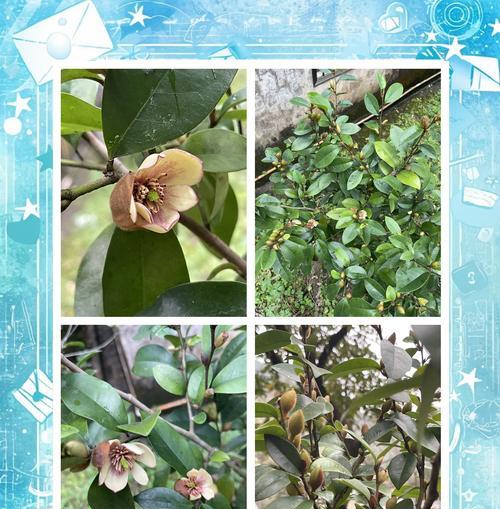 含笑花从光照到繁殖的全方位管理方法是什么？