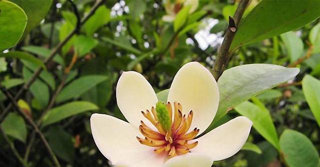 含笑花从光照到繁殖的全方位管理方法是什么？