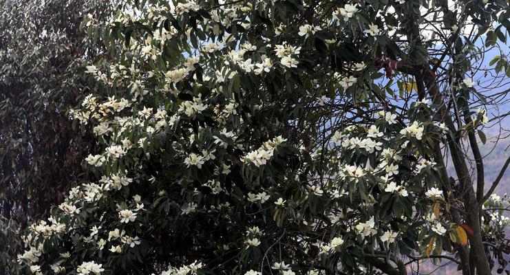 含笑花从光照到繁殖的全方位管理方法是什么？