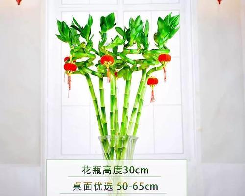 龙竹水培的正确方法和注意事项有哪些？