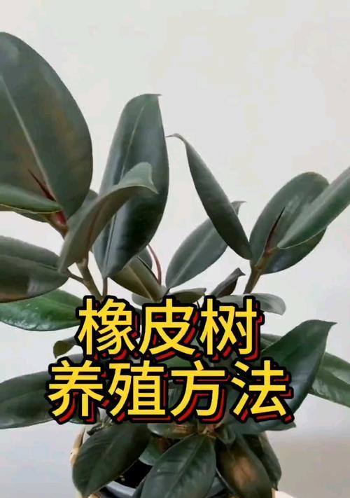 盆景橡皮树的养护技巧和常见问题解答？