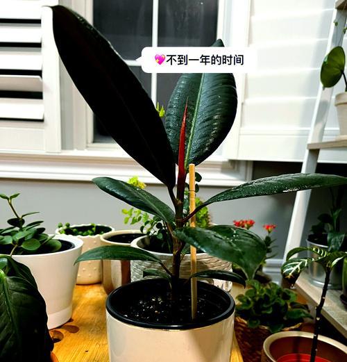盆景橡皮树的养护技巧和常见问题解答？