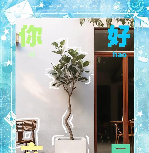 盆景橡皮树的养护技巧和常见问题解答？