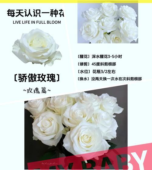 玫瑰花期暗示了什么？玫瑰花期有什么寓意？
