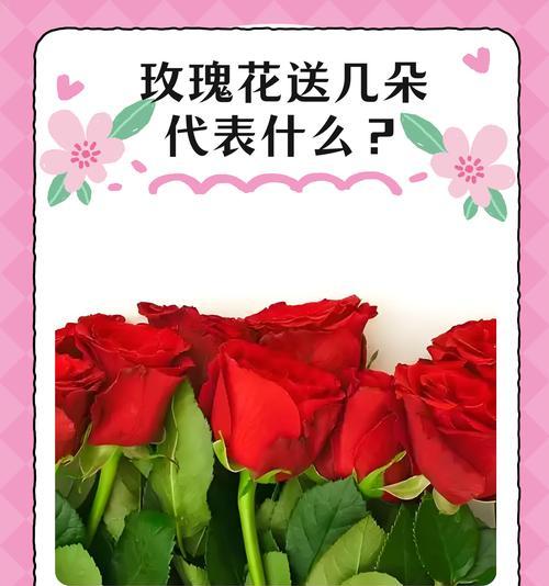 玫瑰花期暗示了什么？玫瑰花期有什么寓意？