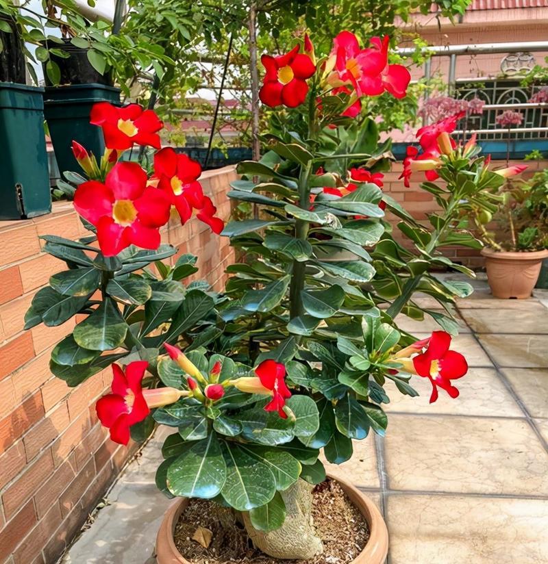 如何识别常见花卉？常见花卉名称汇总有哪些？