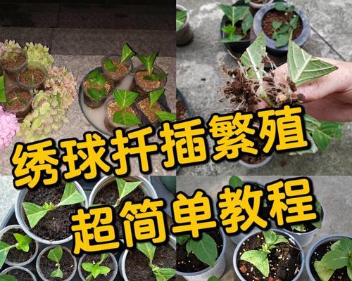 扦插床是什么？如何使用扦插床？