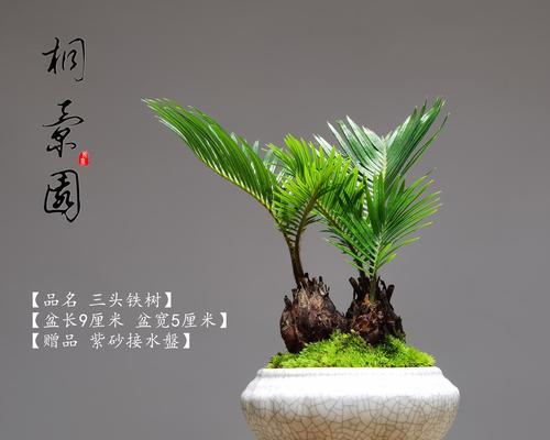 铁树盆景花卉有什么特点？如何养护铁树盆景花卉？