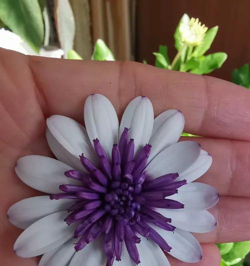 南非万寿菊有什么特点？如何养护南非万寿菊？