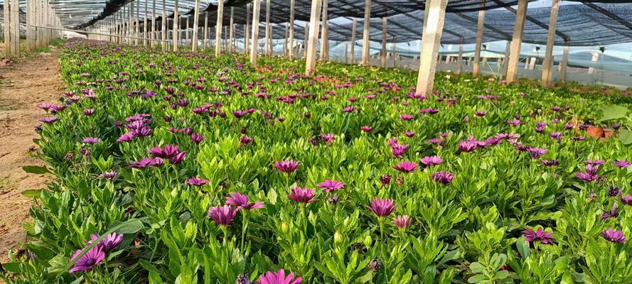 南非万寿菊有什么特点？如何养护南非万寿菊？