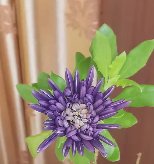 南非万寿菊有什么特点？如何养护南非万寿菊？