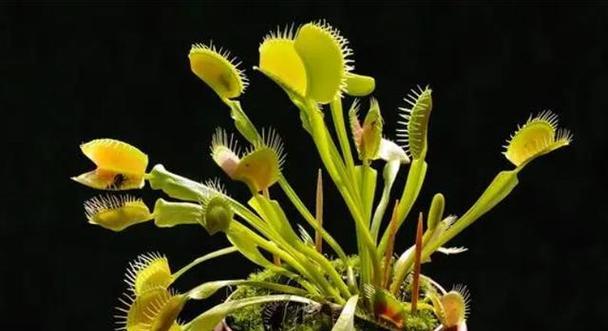 生活中有哪些不常见的植物？如何探寻这些植物的生态魅力？
