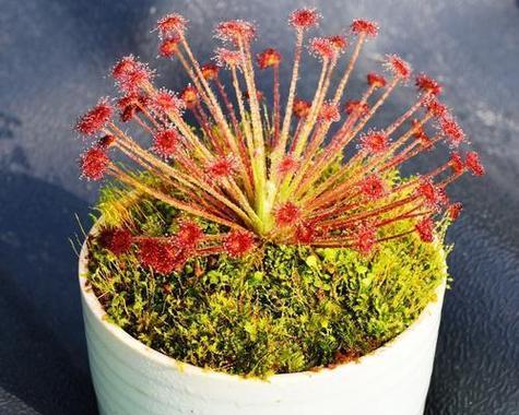 生活中有哪些不常见的植物？如何探寻这些植物的生态魅力？