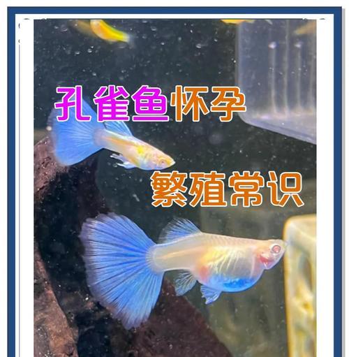 鱼类如何受精繁殖？受精繁殖方式有哪些？