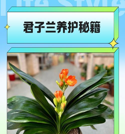 君子兰光照需求是什么？如何满足君子兰的光照需求？