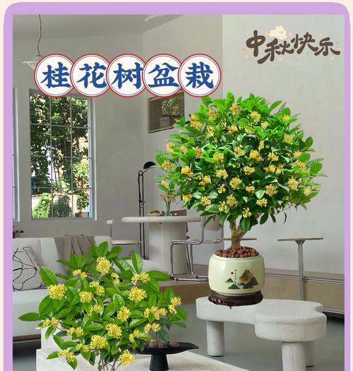 四季桂花盆栽有什么特点？如何在办公环境中养护四季桂花盆栽？