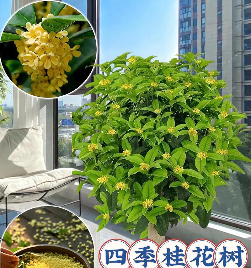四季桂花盆栽有什么特点？如何在办公环境中养护四季桂花盆栽？