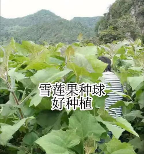 雪莲果种植有什么特点？如何快速繁育雪莲果？