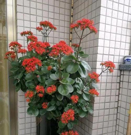 天竺葵如何养护？花开满枝的秘诀是什么？