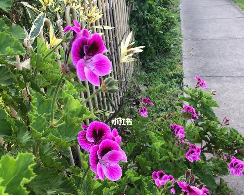 天竺葵如何养护？花开满枝的秘诀是什么？