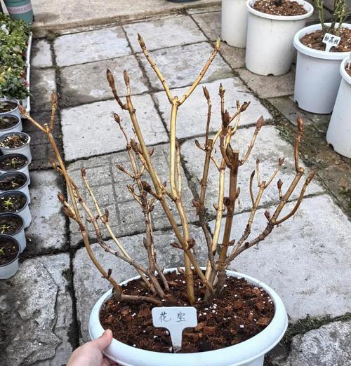 如何在家中种植绣球花？完美种植绣球花的秘诀是什么？