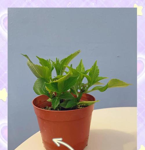 如何在家中种植绣球花？完美种植绣球花的秘诀是什么？