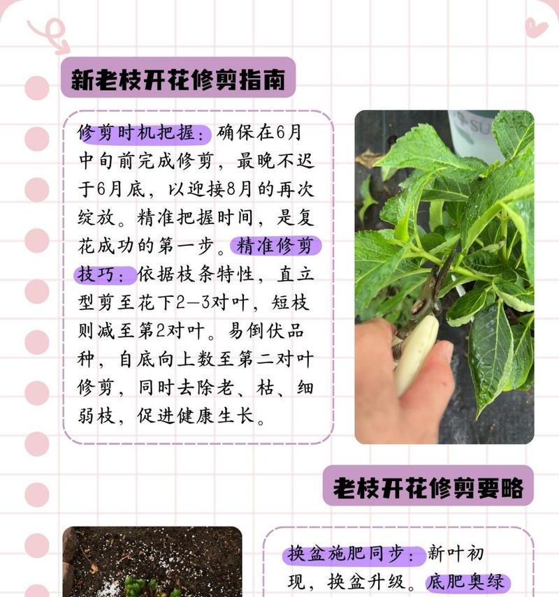 如何在家中种植绣球花？完美种植绣球花的秘诀是什么？